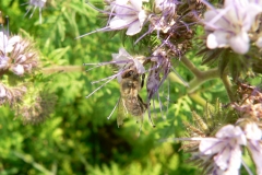 Facelia